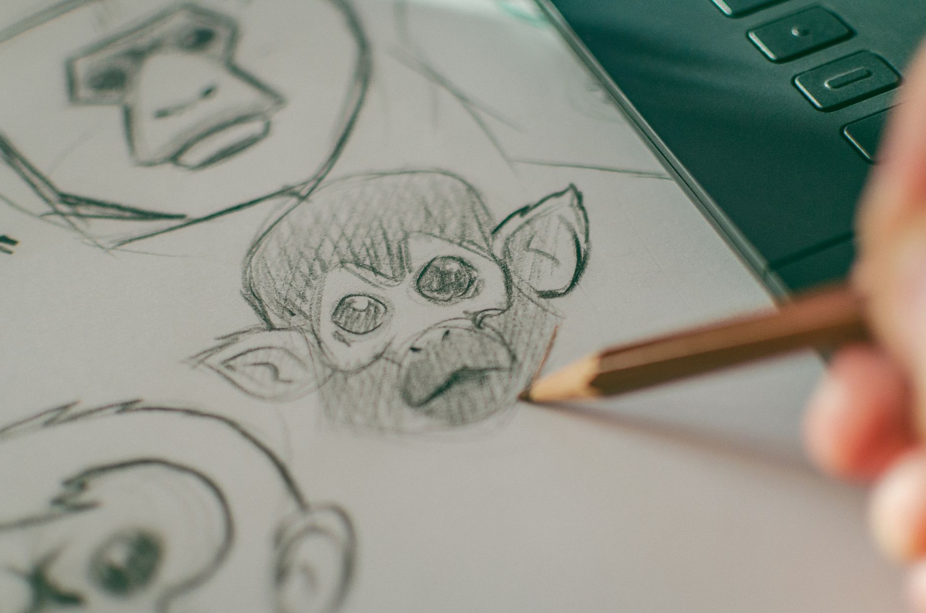 Pencil drawing of a cat in progress